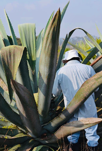 Mi Pueblito San Caralampio Gallery - Mexico