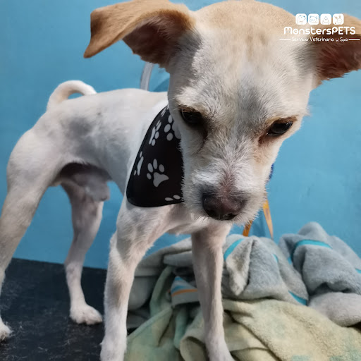 Monsters, PETS Gallery - Mexico