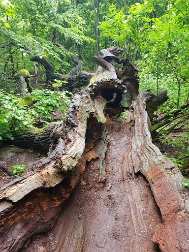 Feensteig - Visual