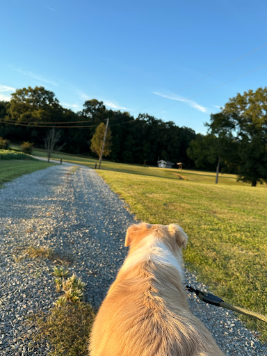 Dog Country - Thumbnail