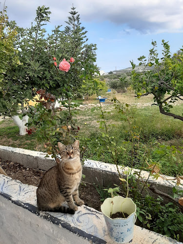 Comentarii opinii despre Country Studios