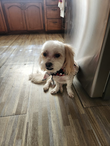 Pets Choice Grooming and Supply - Thumbnail