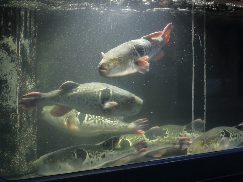 泳ぎとらふぐ活蟹料理 あじ平 曽根崎（AJIHEI SONEZAKI）梅田