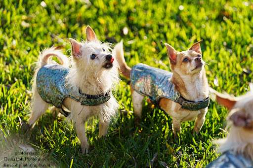 Pawsitive Innovations - Visual