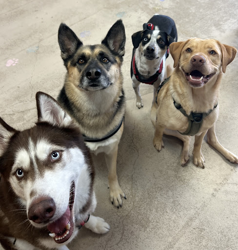 Wags To Whiskers - Thumbnail