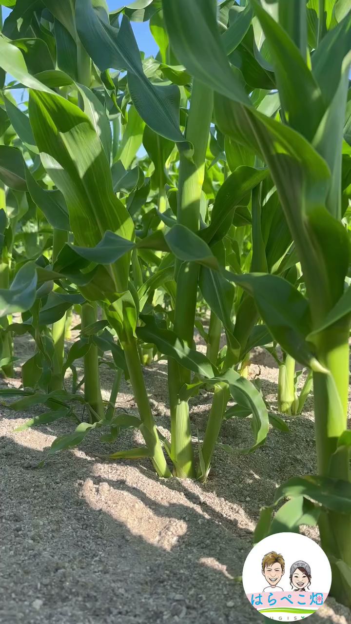 はらぺこ畑杉正農園