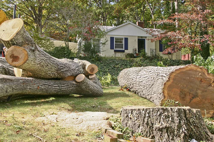 Traff's Trees