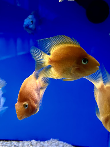 The Hidden Reef, Inc - Thumbnail