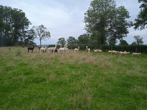 LES LAMAS DU TILLOUX - Thumbnail