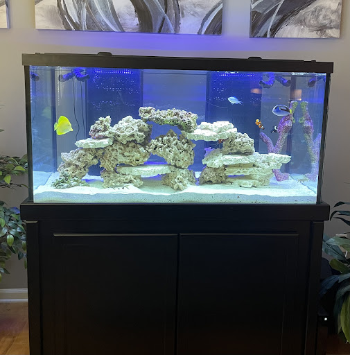 Upscale Aquatics - Visual