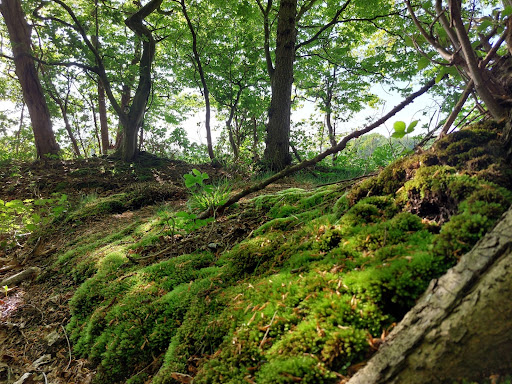 Voßlocher Wald - Thumbnail