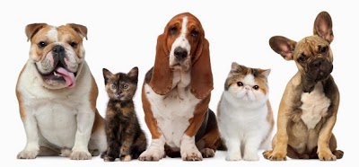 Photos of Valencia Veterinary Center
