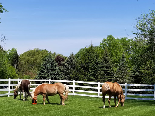 Salem Veterinary Services