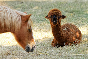 Photo n°19 de Parc des Naudières à Sautron (Attraction touristique)