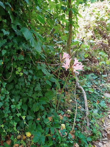 Old Walnut Street Trail - Thumbnail