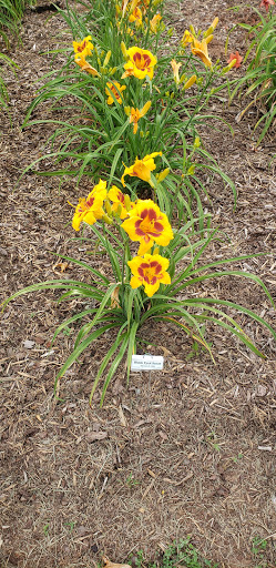 Deb's Daylilies - Thumbnail
