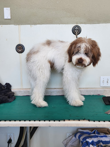Paws Appeal Grooming and Doggy Day Care Gallery - United States