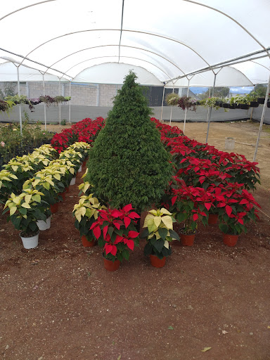 Vivero Nomar