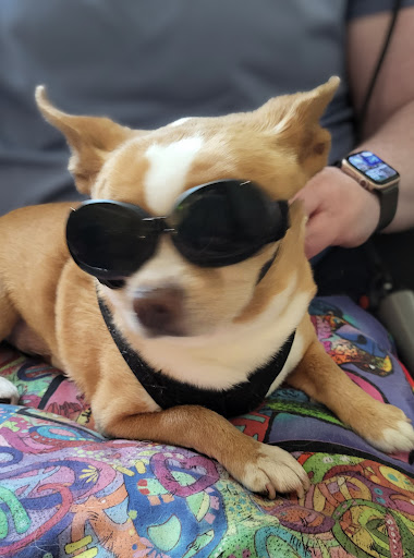 Life Quality Pet Care - Thumbnail