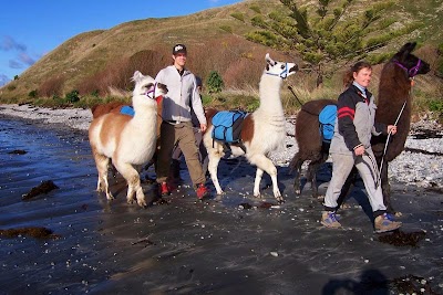 Photos of Kaikoura Llama Trekking