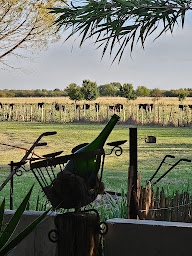 Photo n°20 de le chaUkao chez véro à Saint-Laurent-d'Aigouze (Restaurant)