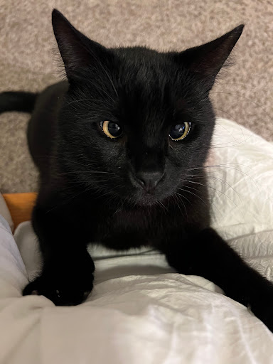 Clear Springs Animal Hospital - Thumbnail