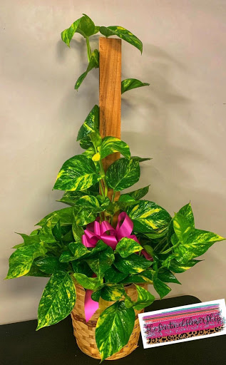 Sentinel Flower Shop Gallery - United States