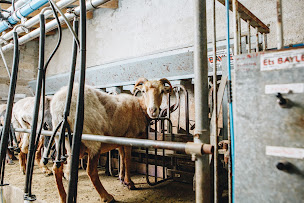 Photo n°3 de GAEC Ferme de Cinarca à Sari-d'Orcino (Élevage laitier)