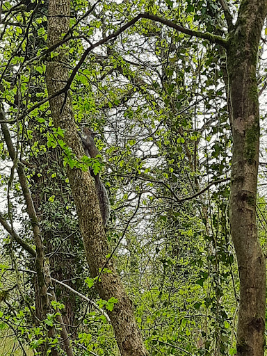 Vincients Wood - Thumbnail