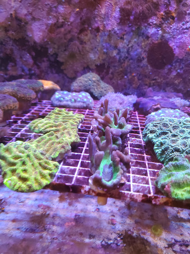 Tropical Island Aquarium Salt Water Fish Store Long Island Gallery - United States