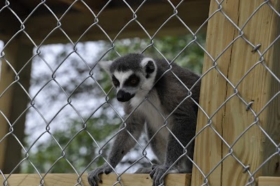 Eureka Springs Safari Park