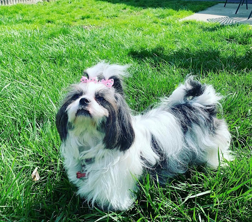 Pet Cute - Visual