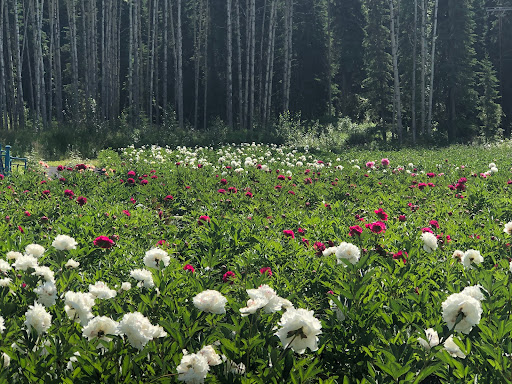 Denali Peonies - Visual