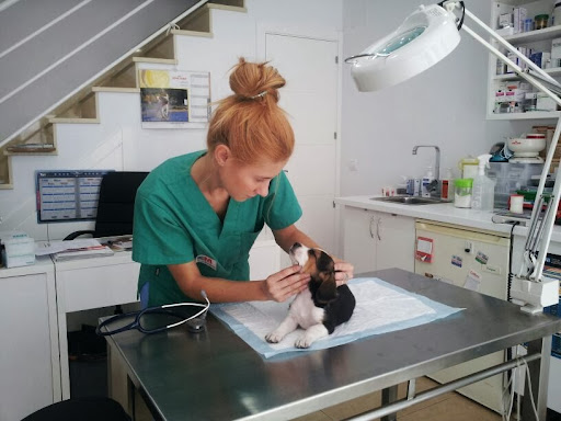 Clinica Veterinaria Minipatitas