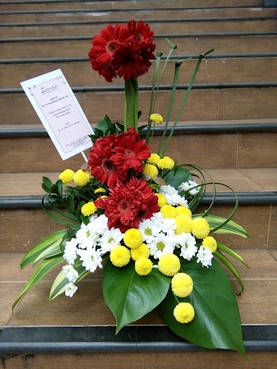 Photos of Zamia Florist