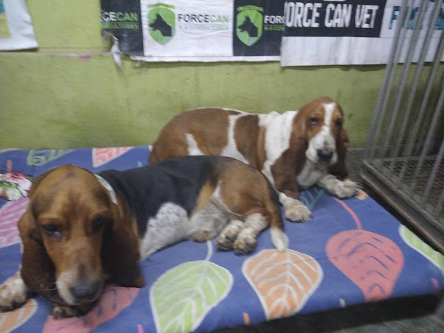 CLÍNICA VETERINARIA FORCE CAN VET - Villa María del Triunfo