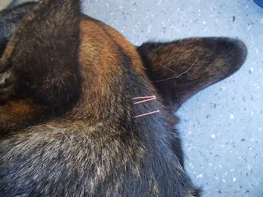 Maple Street Vet Gallery - Australia