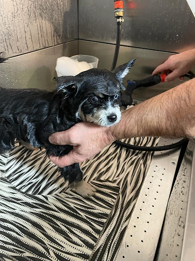Pfotentreff – Hundesalon in Baindt - Thumbnail