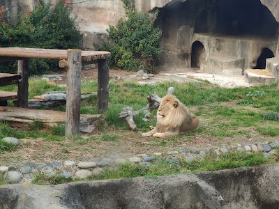 Penguin Island at The San Francisco Zoo