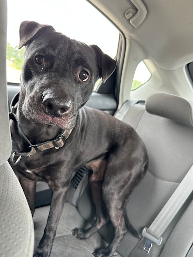 PetPlex Animal Hospital Gallery - United States