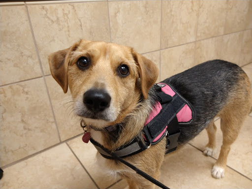 Ventnor Veterinary Office - Thumbnail