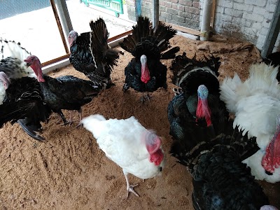 Photos of Dhanbari Turkey Farm
