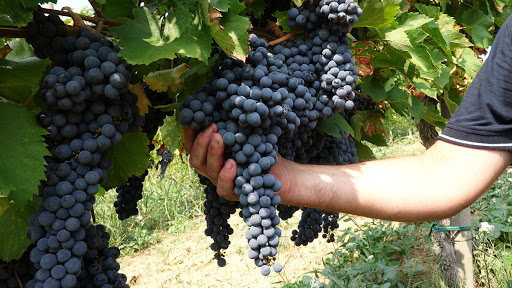 Bagnoli Società Agricola - Thumbnail