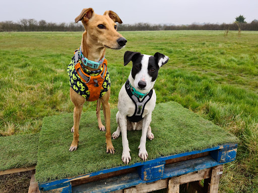 Developing Dogs Activity Meadows - Visual