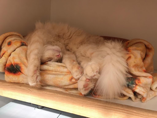 Meadows Cattery - Visual
