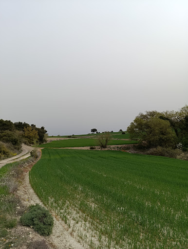 Arbre de Mas d'en Trilla