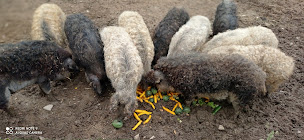 Photo n°4 de Ferme Berezai à Rospez (Magasin de produits de la ferme)