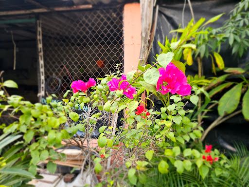 Vivero la Herradura