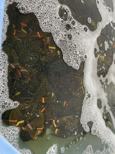 Proafer - Visual