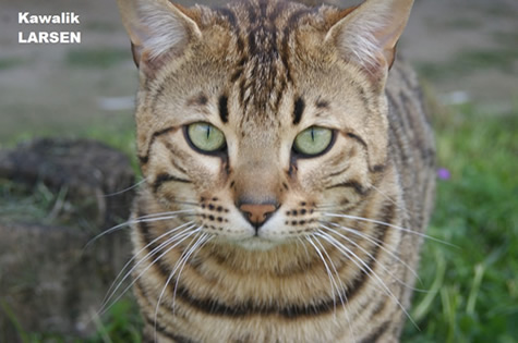 KAWALIK BENGAL elevage chat - Thumbnail